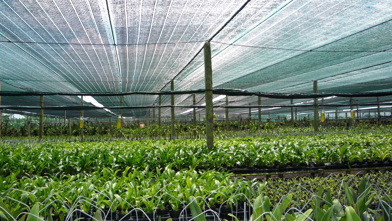 Trong nông nghiệp lưới che nắng thường được dùng để che mát cho vườn cây cảnh, vườn ươm,...